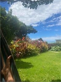 Korimako - Whakatane