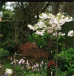 Dragonflycottagebnb - Blenheim 