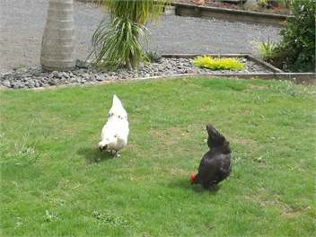 Beaver Farm House - auckland