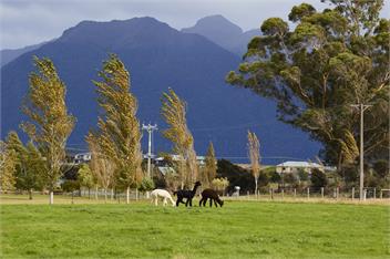 Kepler Mountain View Alpaca Cottage - Free Unlimited Wi-fi - Manapouri