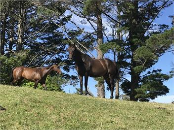 Super-sized family home, peaceful environment with stunning mountain views - New Plymouth