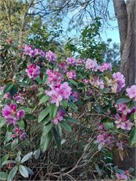 Sandhill Gardens Retreat - Woodend