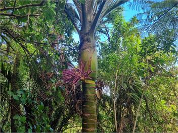 Fenian Retreat - Karamea