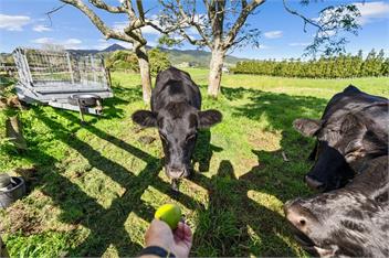 Bell Cottage (Bachcare) - New Plymouth