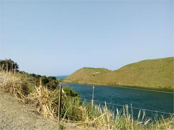 Bowen's Bush - Mahia