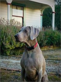 Taraview Cottage - 