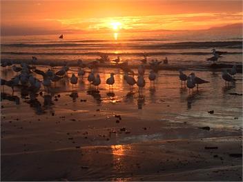 Boutique Beachside Studio - Paraparaumu Beach
