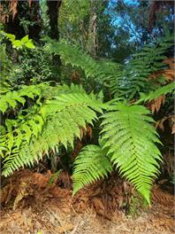 Fenian Retreat - Karamea