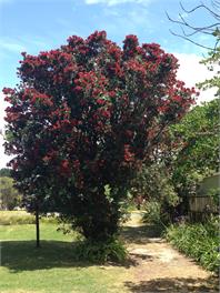 The Black Bach  - Riversdale Beach