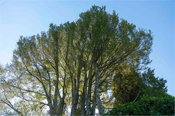 Singlee (Bachcare) - Turangi