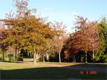 The Borough - Martinborough