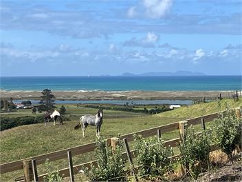 The Black Shed - Waipu