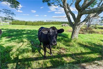 Bell Cottage (Bachcare) - New Plymouth