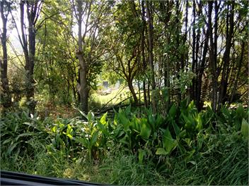 Bowen's Bush - Mahia