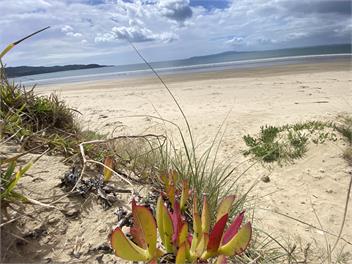 Beachcomber's Rest - Beachfront Tokerau - Karikari Peninsula