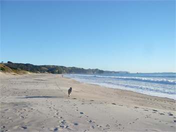 Pohutakawa Getaway -