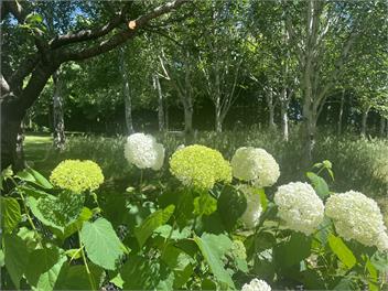 Villa Maria - Havelock North