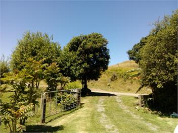 Bowen's Bush - Mahia
