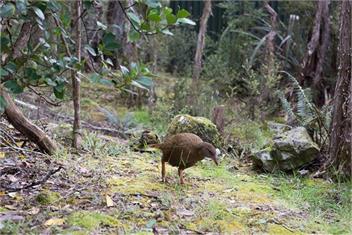 Beggside Manor - St Arnaud
