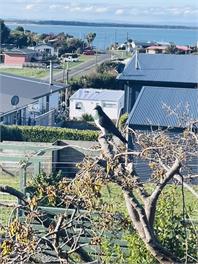 Riverton Rocks getaway - spectacular sea views and pet friendly - Riverton