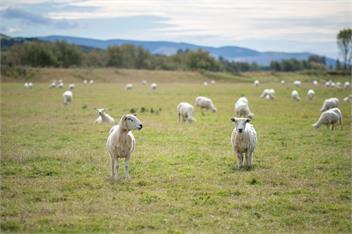 Strathvale River Cottage (Bachcare) - Winton