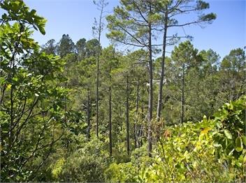 Treetop Oasis (Bachcare) - Tairua