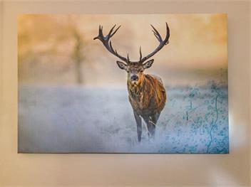 Stag & 3 Pigs (Bachcare) - Ohakune