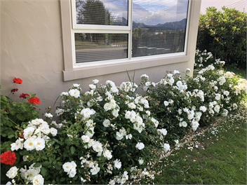 Brook Green on Meadowstone - free Wifi - Wanaka 9305