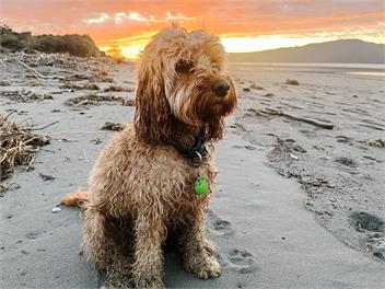 Paraparaumu Beach House · Dogs Welcome - Sunset Shores - 