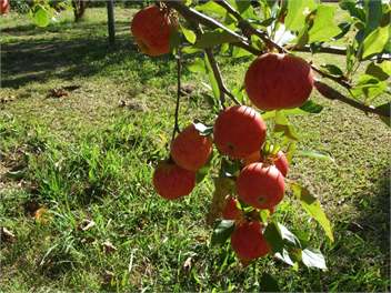 Orchard Cottage - Coromandel Town