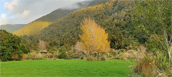 The Kiwi Cabin - Jacksons