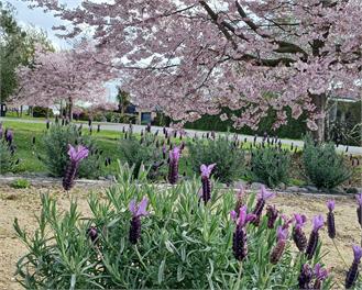 Olive Tree Cottage - Martinborough