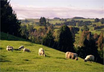 Taupo Farm Lodge - Farmstay, self-contained accommodation - Taupo