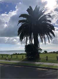 Pacific Paradise - Ohope