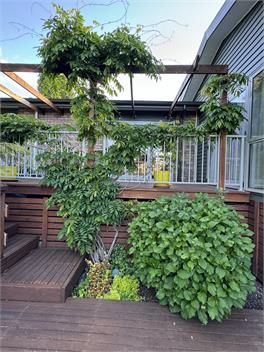 Redwood Forest Retreat - Rotorua