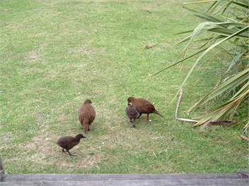  Cockle Cove Haven, Queen Charlotte Sound - Picton