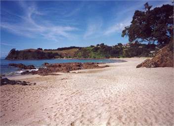 Palm Beach Gem - Waiheke Island