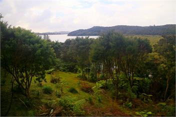 Treetops - Paihia
