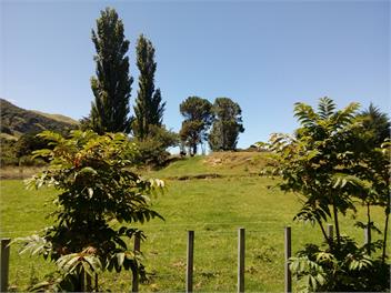 Bowen's Bush - Mahia