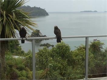The House on Kamahi - Stewart Island