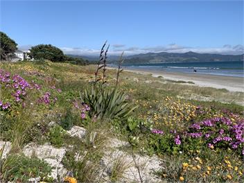 SHEARWATER BEACH HOUSE - Matarangi Beach