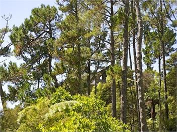 Treetop Oasis (Bachcare) - Tairua