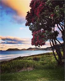 Paradiso - Whitianga