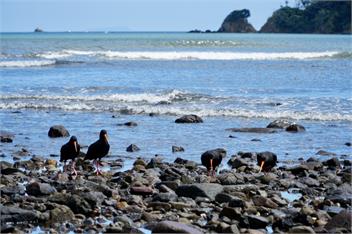 TePea Lodge   - Great Barrier Island