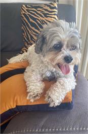 MAISON BLUE - Chic & Elegant Apartment Pet Friendly - Napier