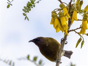 Cosy Studio, walk to Village - Akaroa Hideaway - Akaroa