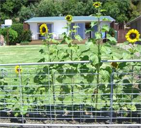 Waihau Bay Cottage - Waihau Bay