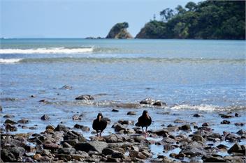 TePea Lodge   - Great Barrier Island