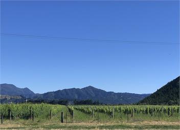 Copper Beech Vineyard - Blenheim