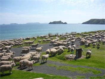 Paradiso - Whitianga